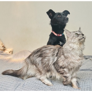 Собаки в добрые руки - Ночка - 3