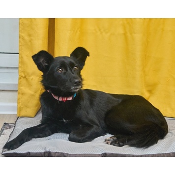 Собаки в добрые руки - Ночка - 4