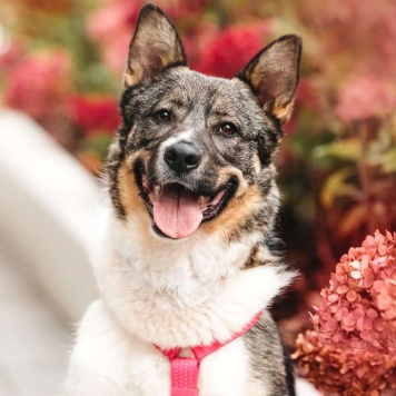 Собаки в добрые руки - Маруф