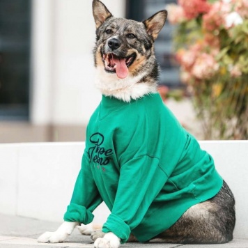 Собаки в добрые руки - Маруф - 1