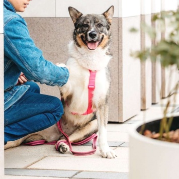 Собаки в добрые руки - Маруф - 2