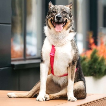 Собаки в добрые руки - Маруф - 3