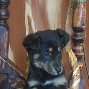 Моника - Собаки в добрые руки