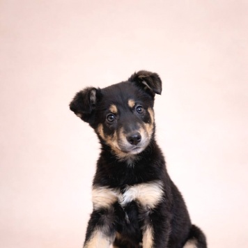 Моника - Собаки в добрые руки