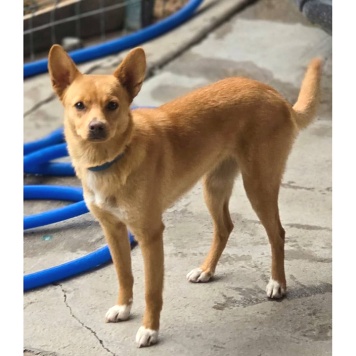 Собаки в добрые руки - Лисичка