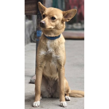 Собаки в добрые руки - Лисичка - 1