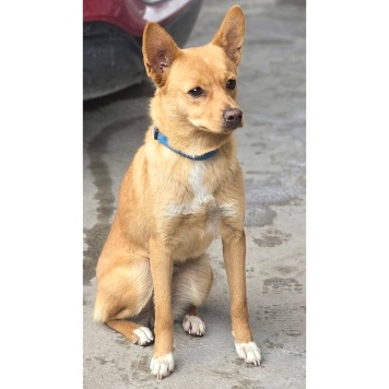 Собаки в добрые руки - Лисичка - 2