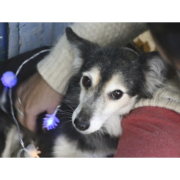 Собаки в добрые руки - Мамуся