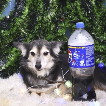 Собаки в добрые руки - Мамуся - 4