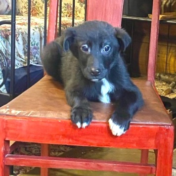 Собаки в добрые руки - Трюфель - 1