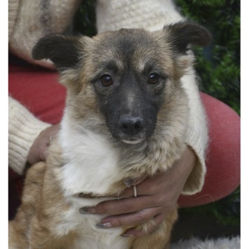 Собаки в добрые руки - Лора