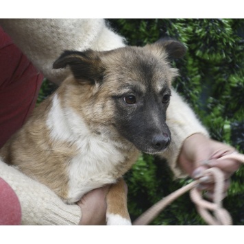 Собаки в добрые руки - Лора - 1