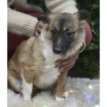 Собаки в добрые руки - Лора - 2