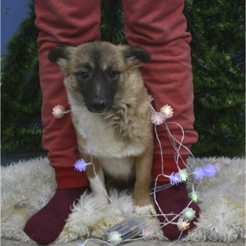 Собаки в добрые руки - Лора - 4