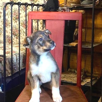 Собаки в добрые руки - Сальса