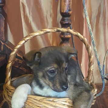 Собаки в добрые руки - Сальса - 1