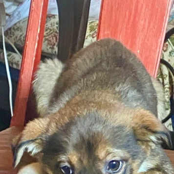 Собаки в добрые руки - Сальса - 2