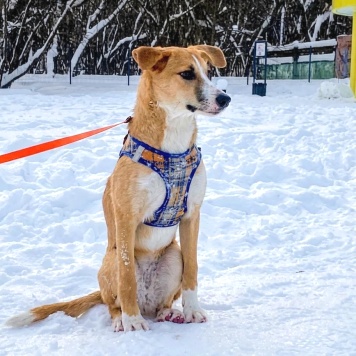 Мила - Собаки в добрые руки