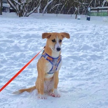 Собаки в добрые руки - Мила - 1