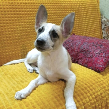 Юна - Собаки в добрые руки