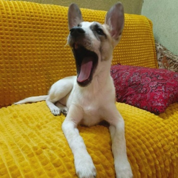 Собаки в добрые руки - Юна - 1