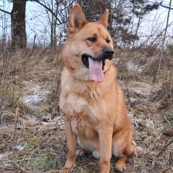 Собаки в добрые руки - Рич - 1