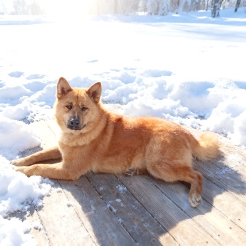 Собаки в добрые руки - Рич - 2