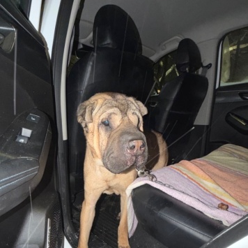 Собаки в добрые руки - Честер