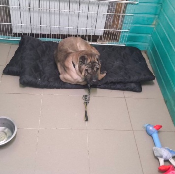 Собаки в добрые руки - Честер - 2