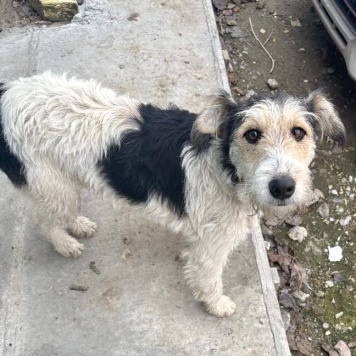 Собаки в добрые руки - Ричард