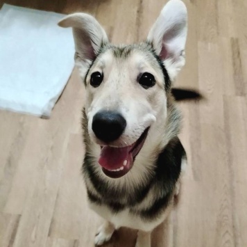 Тома - Собаки в добрые руки