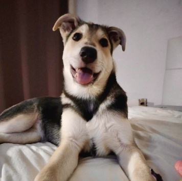 Собаки в добрые руки - Тома - 1