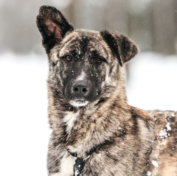 Собаки в добрые руки - Чуни