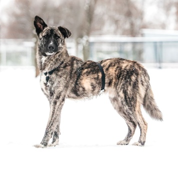 Собаки в добрые руки - Чуни - 1