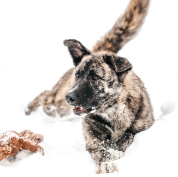 Собаки в добрые руки - Чуни - 2