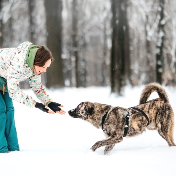 Собаки в добрые руки - Чуни - 3
