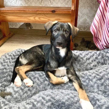 Собаки в добрые руки - Джони