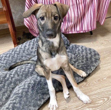 Собаки в добрые руки - Соня