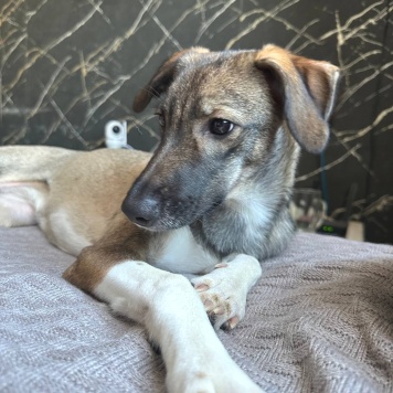 Собаки в добрые руки - Соня - 1