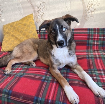 Собаки в добрые руки - Уна