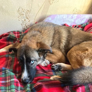 Собаки в добрые руки - Уна - 1