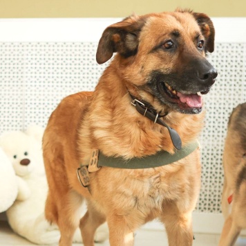 Собаки в добрые руки - Родман - 1