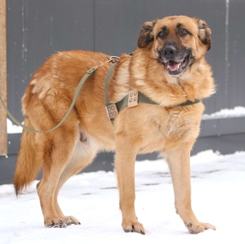 Собаки в добрые руки - Родман - 2