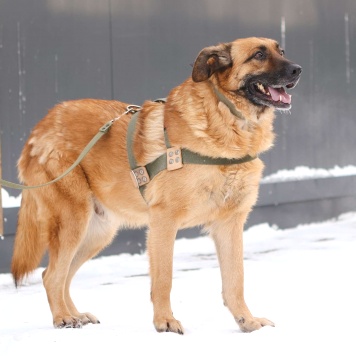 Собаки в добрые руки - Родман - 3