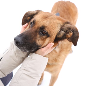 Собаки в добрые руки - Родман - 4