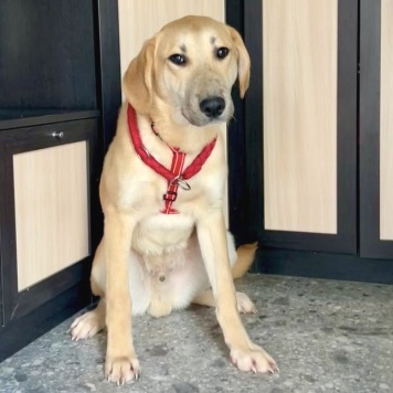 Собаки в добрые руки - Бруно