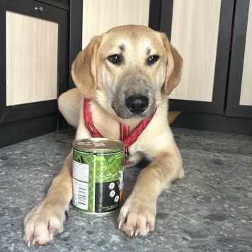 Собаки в добрые руки - Бруно - 1