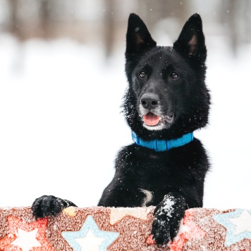Собаки в добрые руки - Арчи
