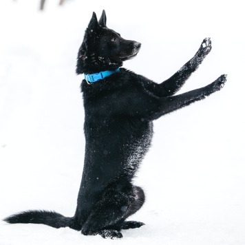 Собаки в добрые руки - Арчи - 2
