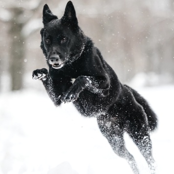 Собаки в добрые руки - Арчи - 3